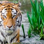 Read more about the article Lorem ipsum dolor sit amet consectetur